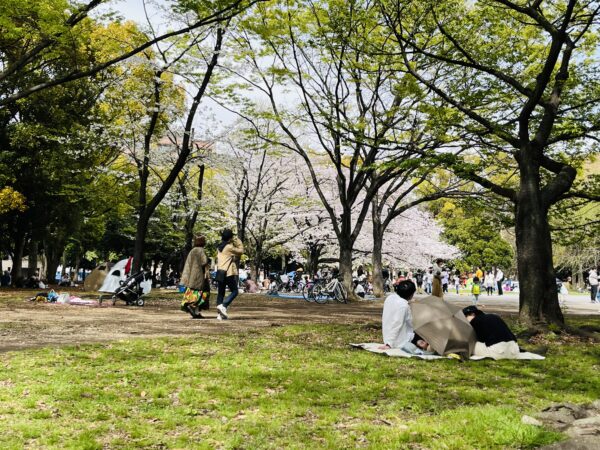 Summary of cherry blossom viewing information near Kiyosumi Shirakawa in 2024