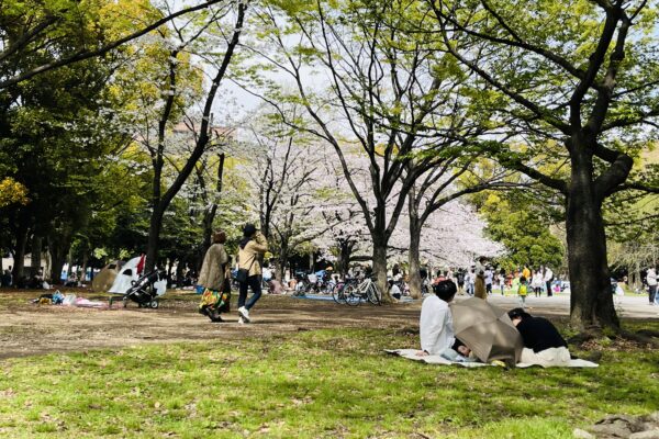 2024年の清澄白河付近の桜・お花見情報まとめ